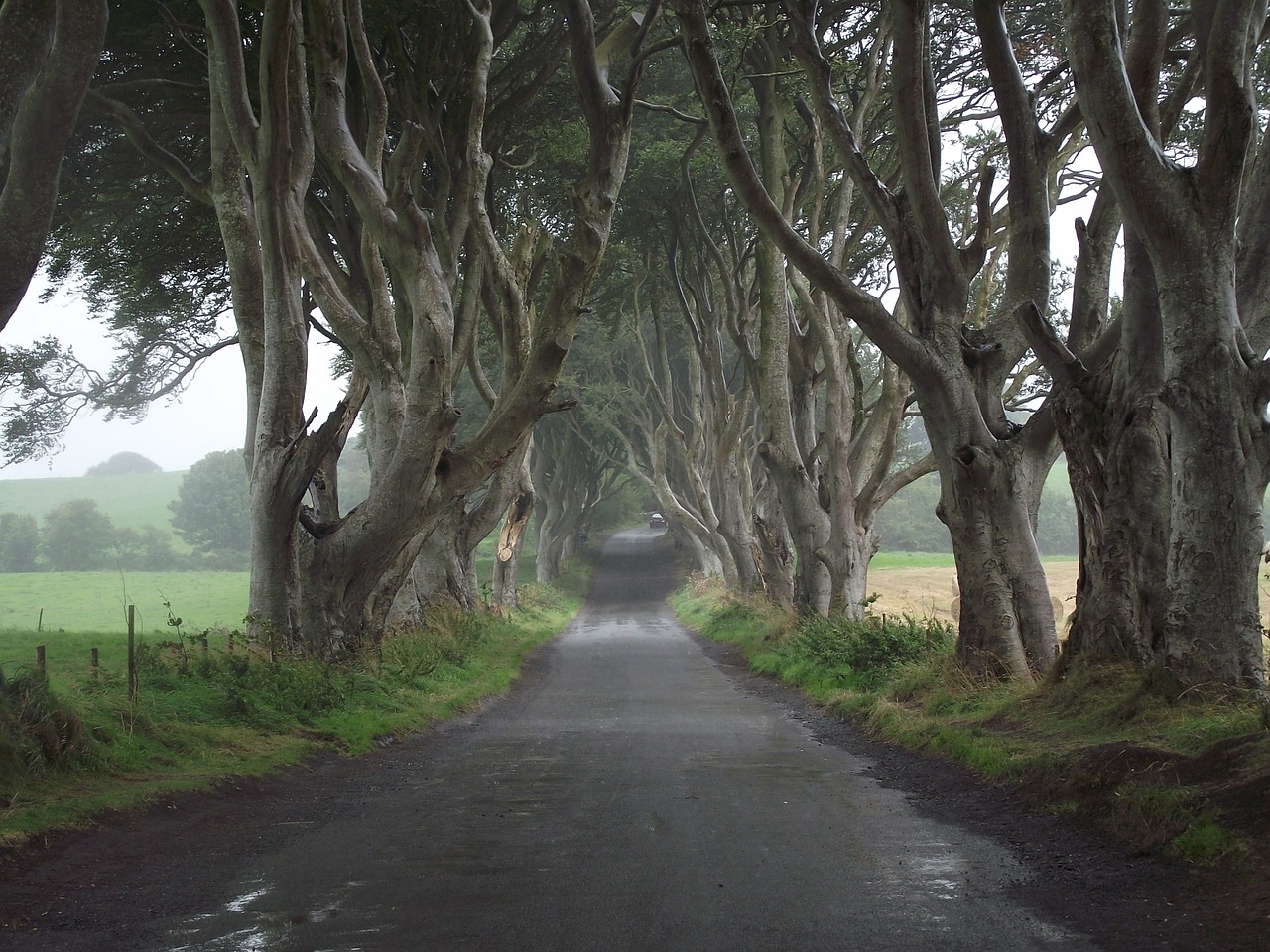 Image - game of thrones ireland trees