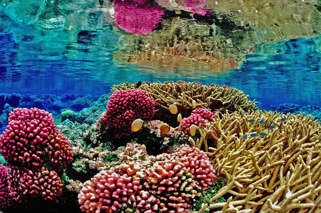 Image - recife coral reef mar marine ocean