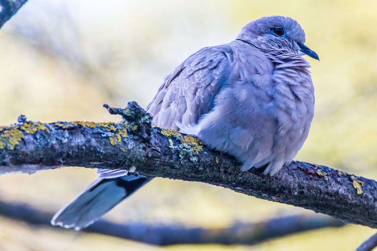 Image - turtledove ave bird nature animal