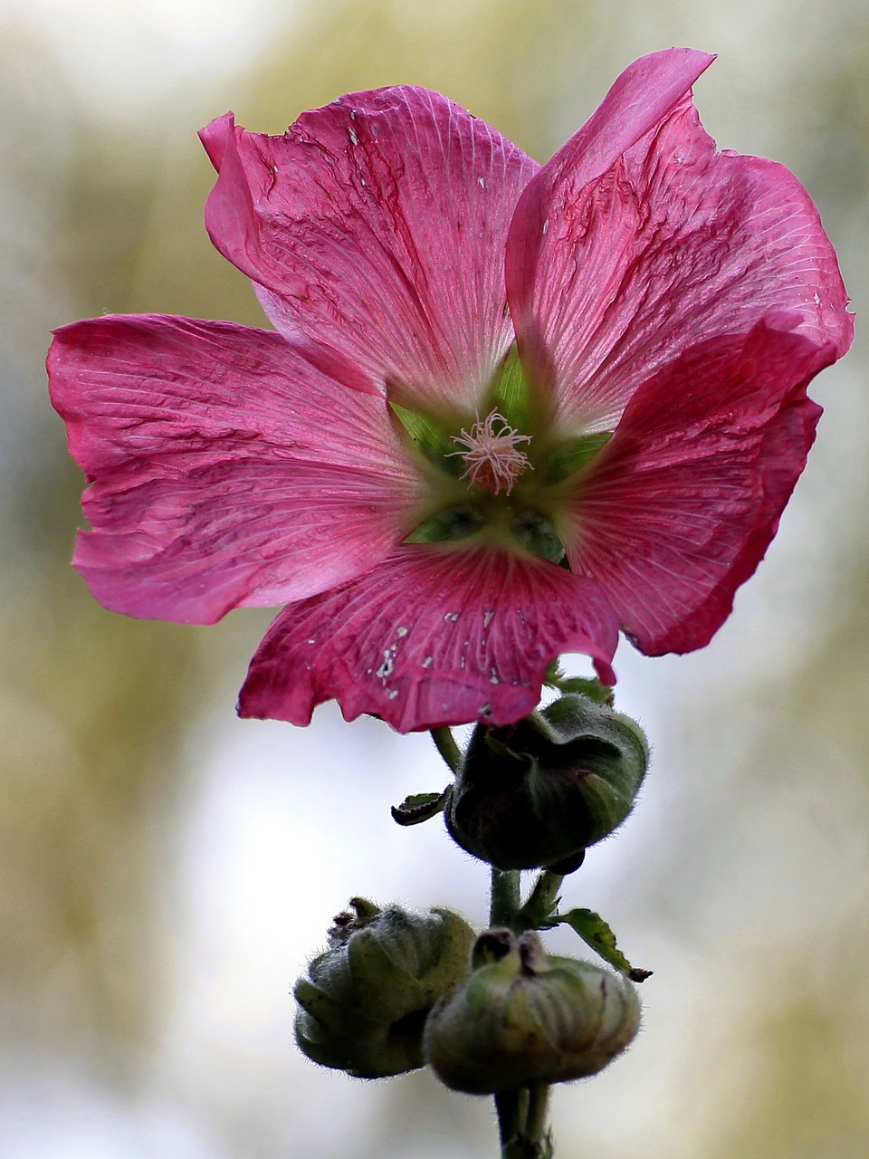 Image - mallow stock rose blossom bloom