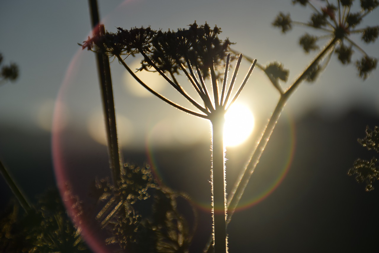 Image - italy flower sun first sunset