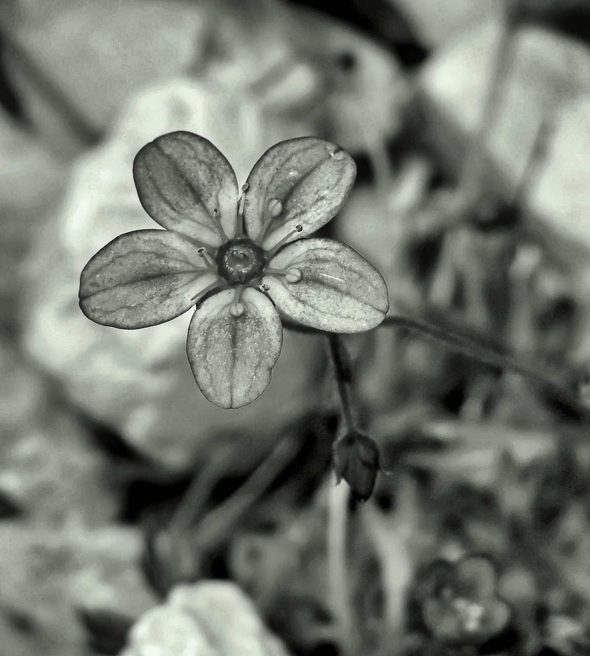 Image - flower fragile grey grayscale