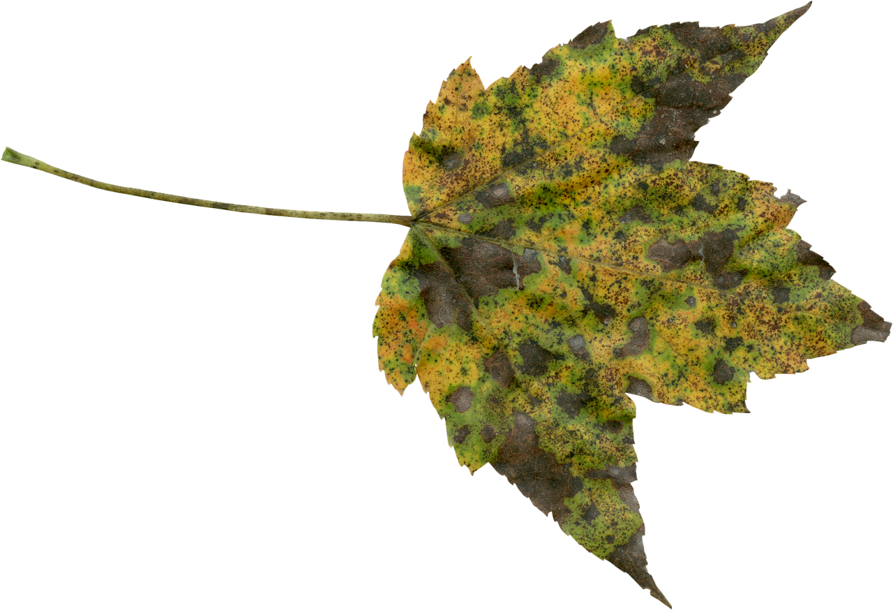 Image - autumn fall transparent foliage