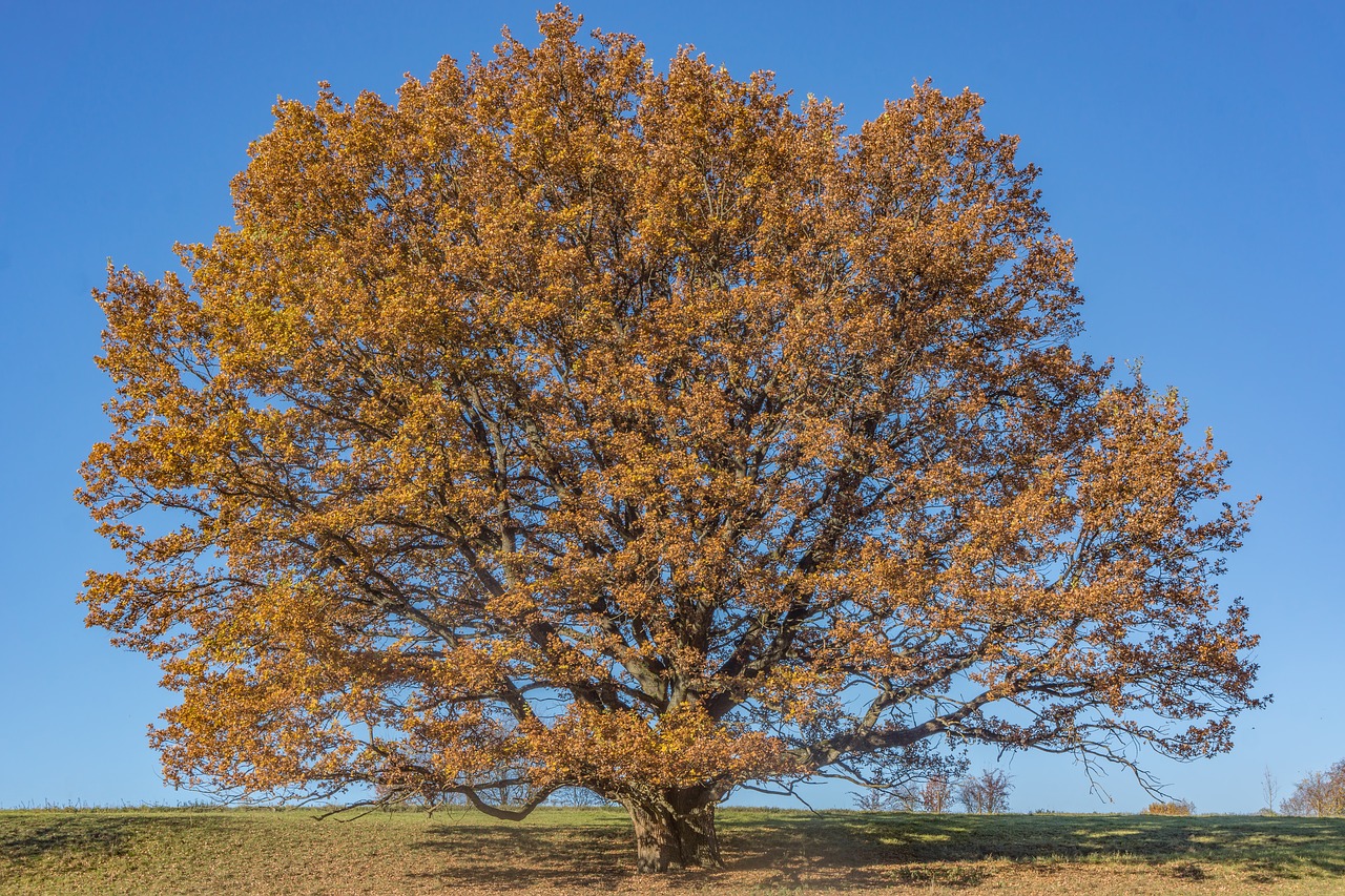 Image - tree oak outdoor nature sky