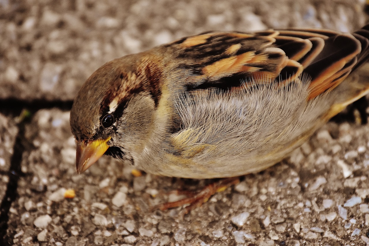 Image - sparrow bird small cute nature