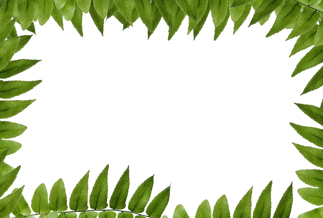 Image - leaf green polypody frame