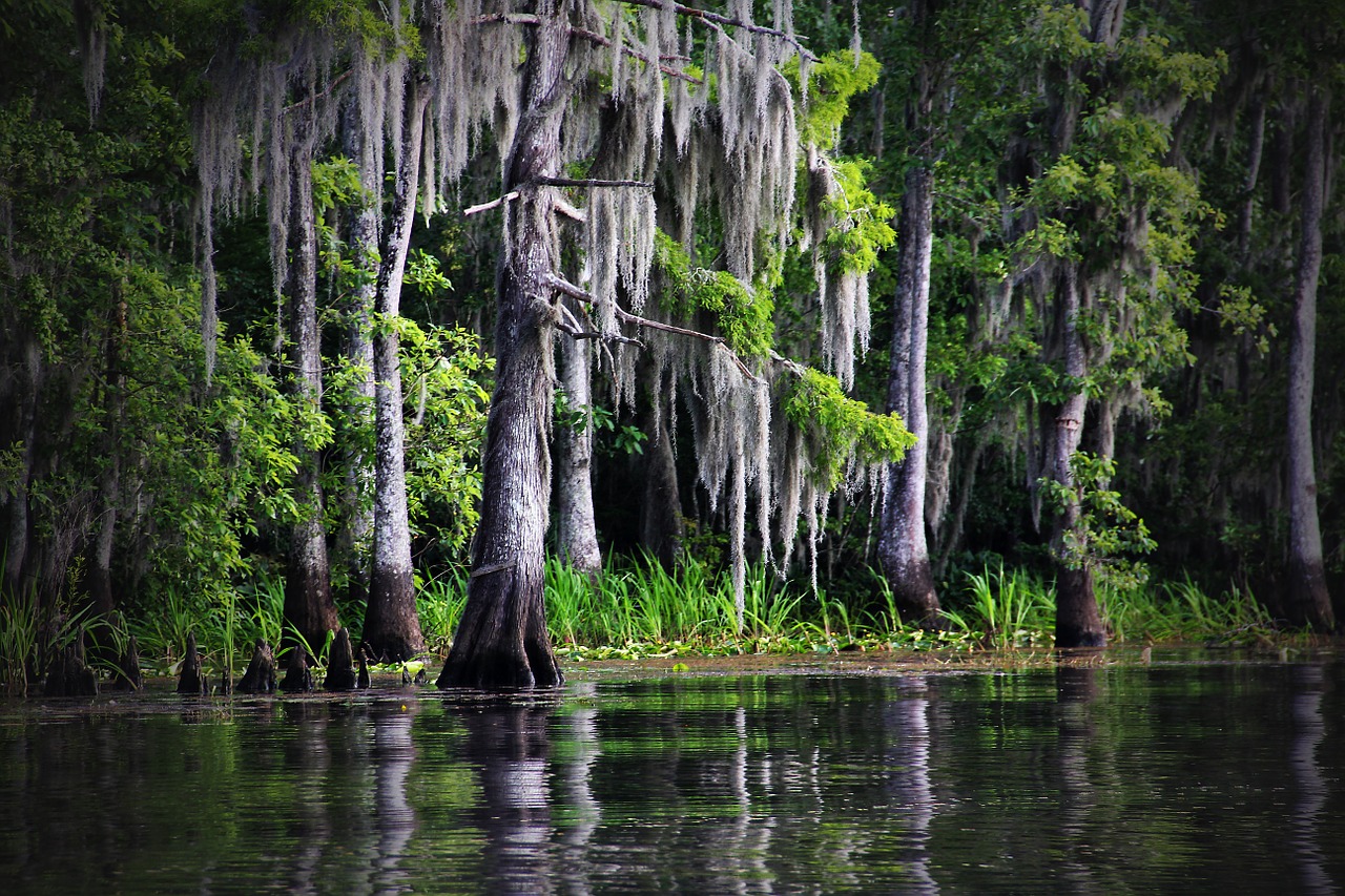 Image - swamp bayou louisiana moss cypress