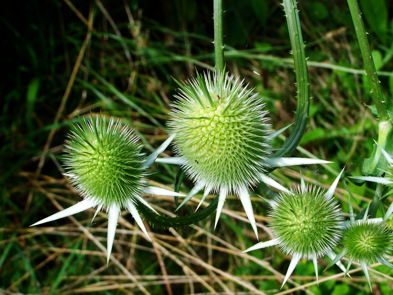 Image - milk thistle wildflower agra plant