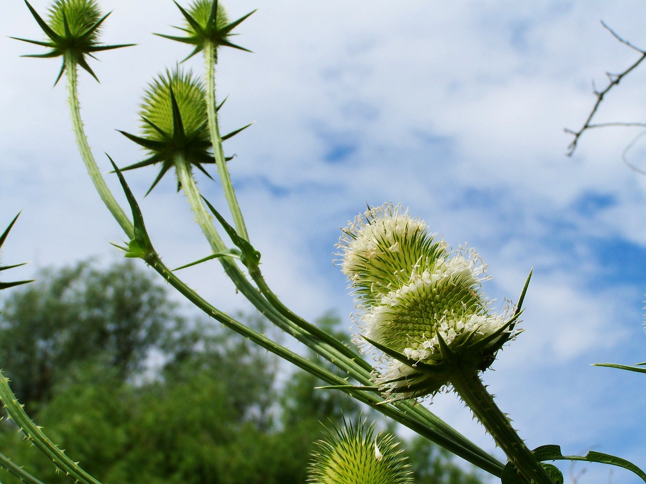 Image - milk thistle wildflower agra plant