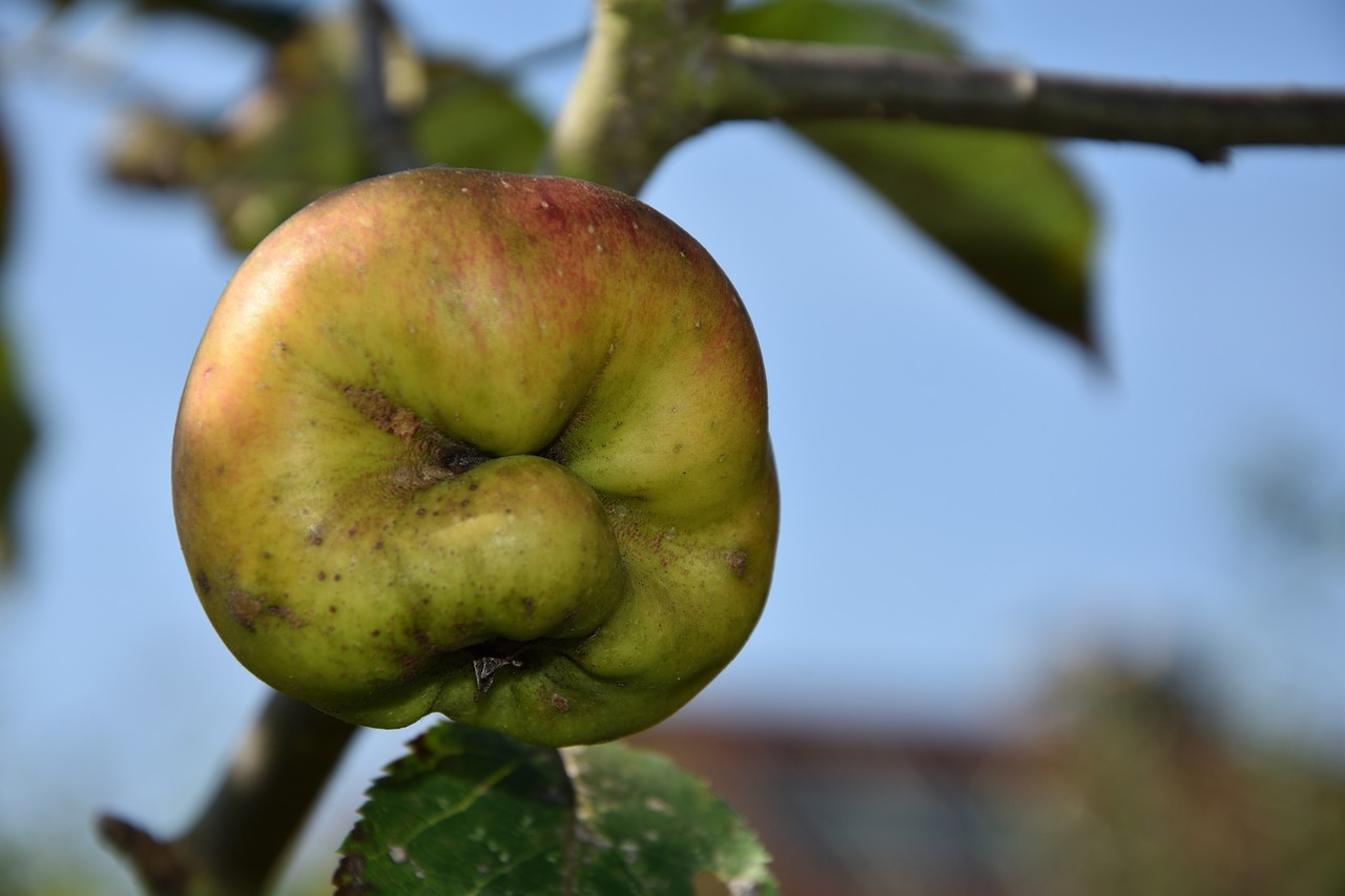 Image - apple face fash delicious cheerful