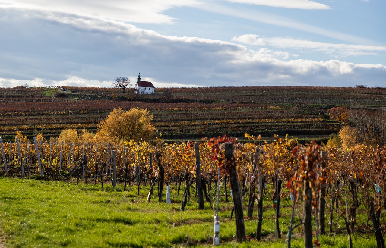 Image - autumn landscape chapel wine grape