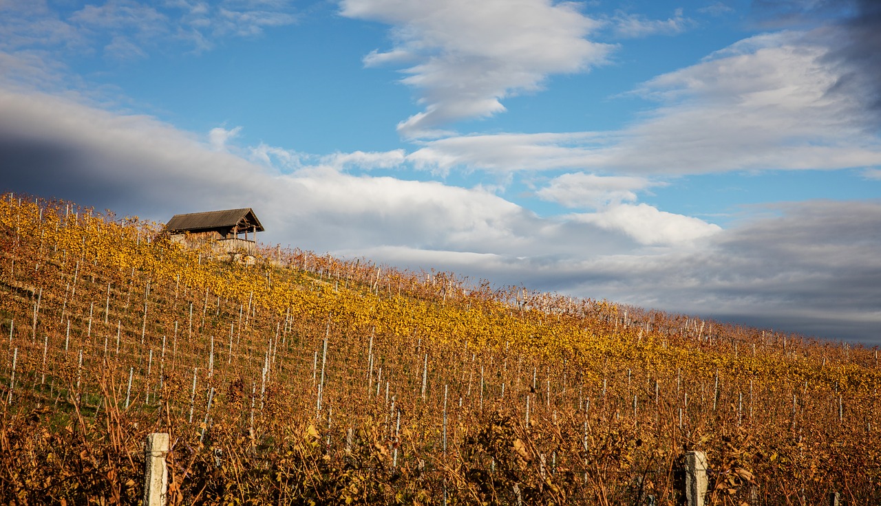 Image - autumn landscape chapel wine grape