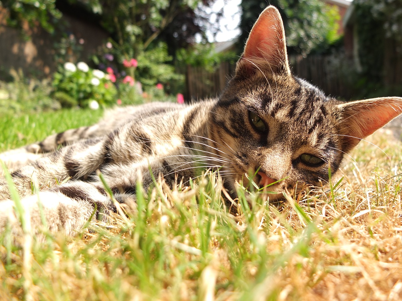 Image - cat garden out freewheel lying