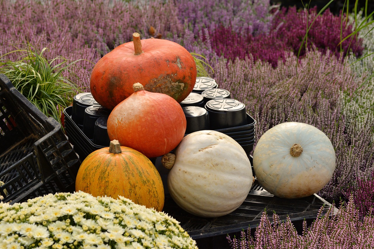 Image - nursery autumn plant pumpkins heide