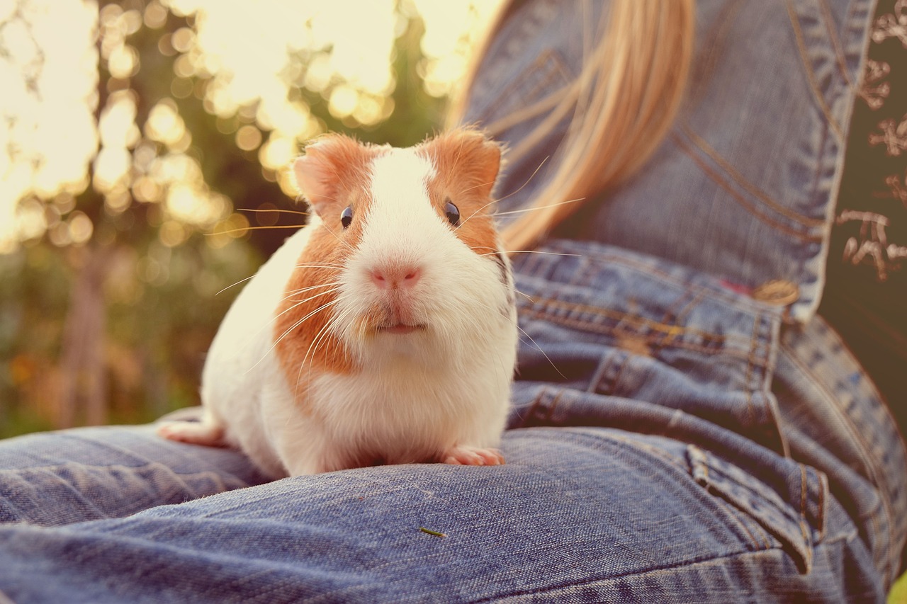 Image - guinea pig animal small fuzz