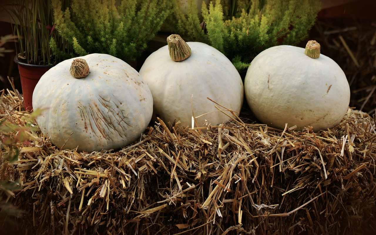 Image - pumpkin white pumpkin casper squash