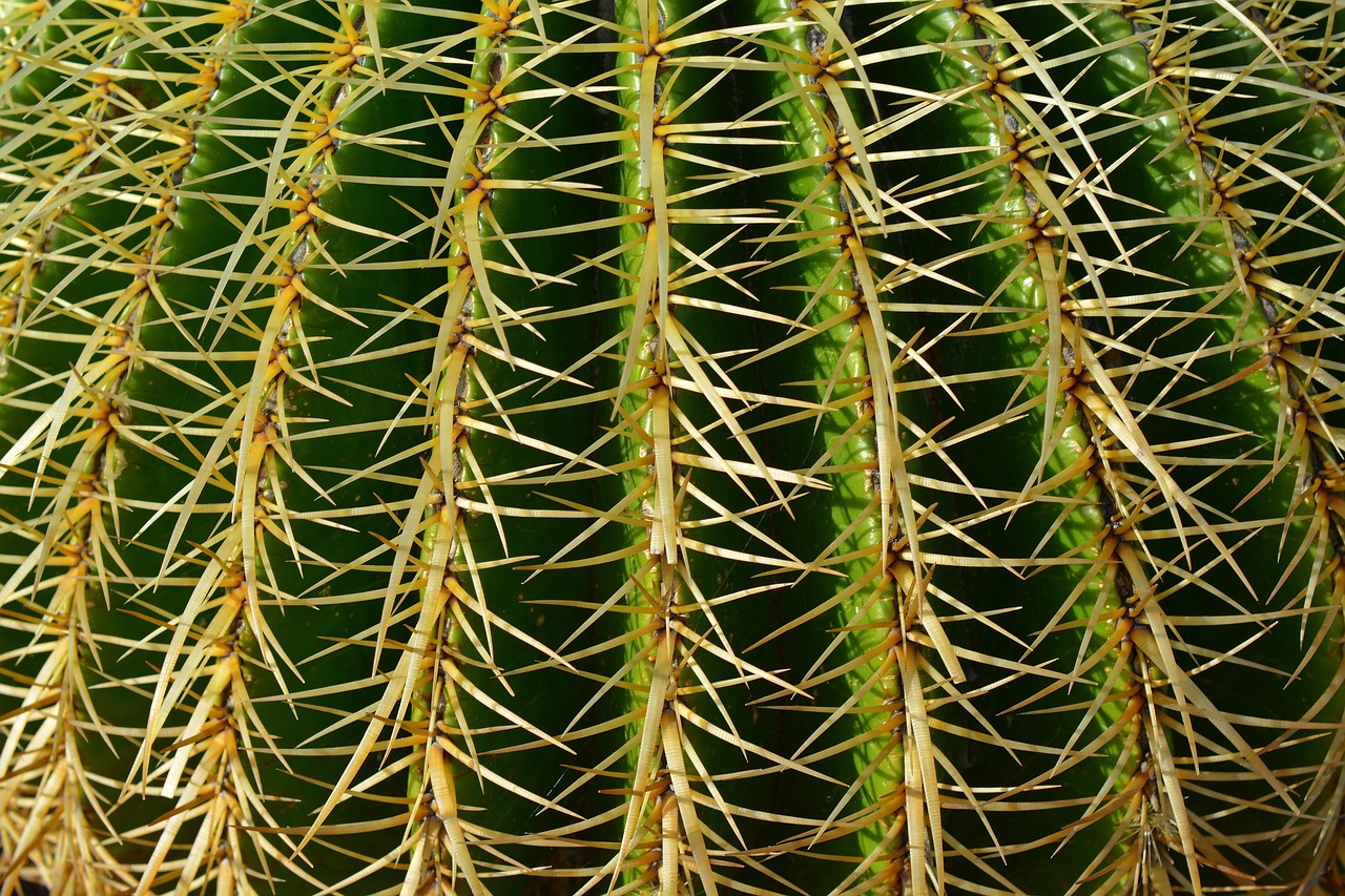 Image - background sting schwiegermuttersitz