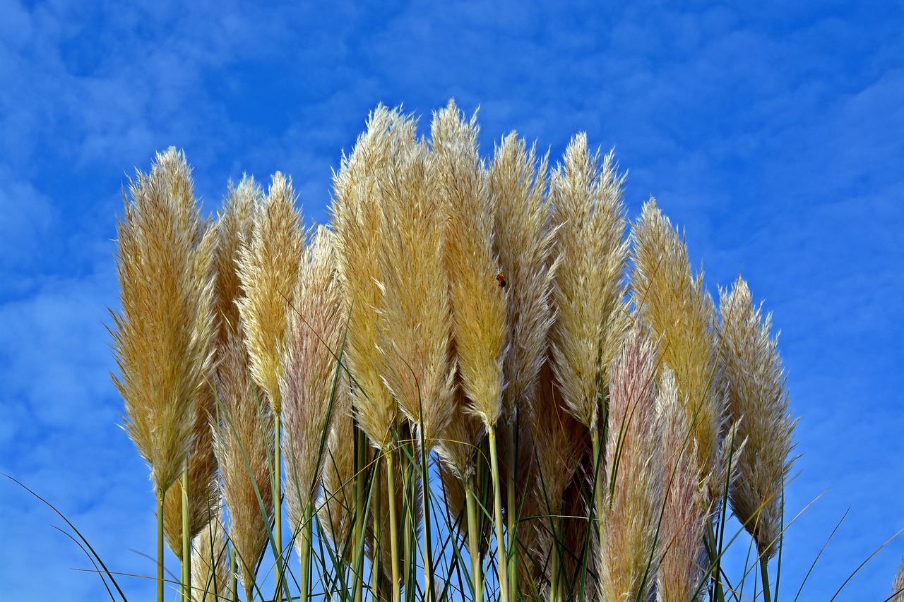 Image - selloana sky grasses plant nature