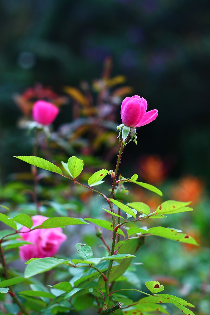 Image - rosa flower spring button