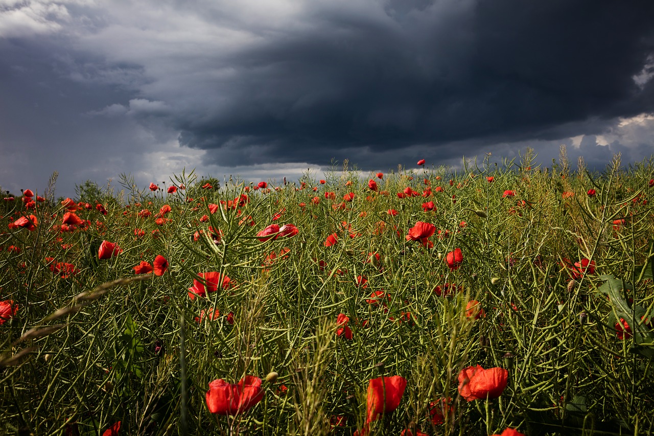 Image - poppy cloud storm nature red blue