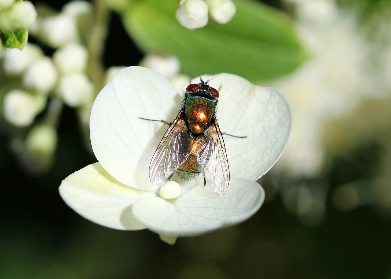 Image - fly insect bug nature garden