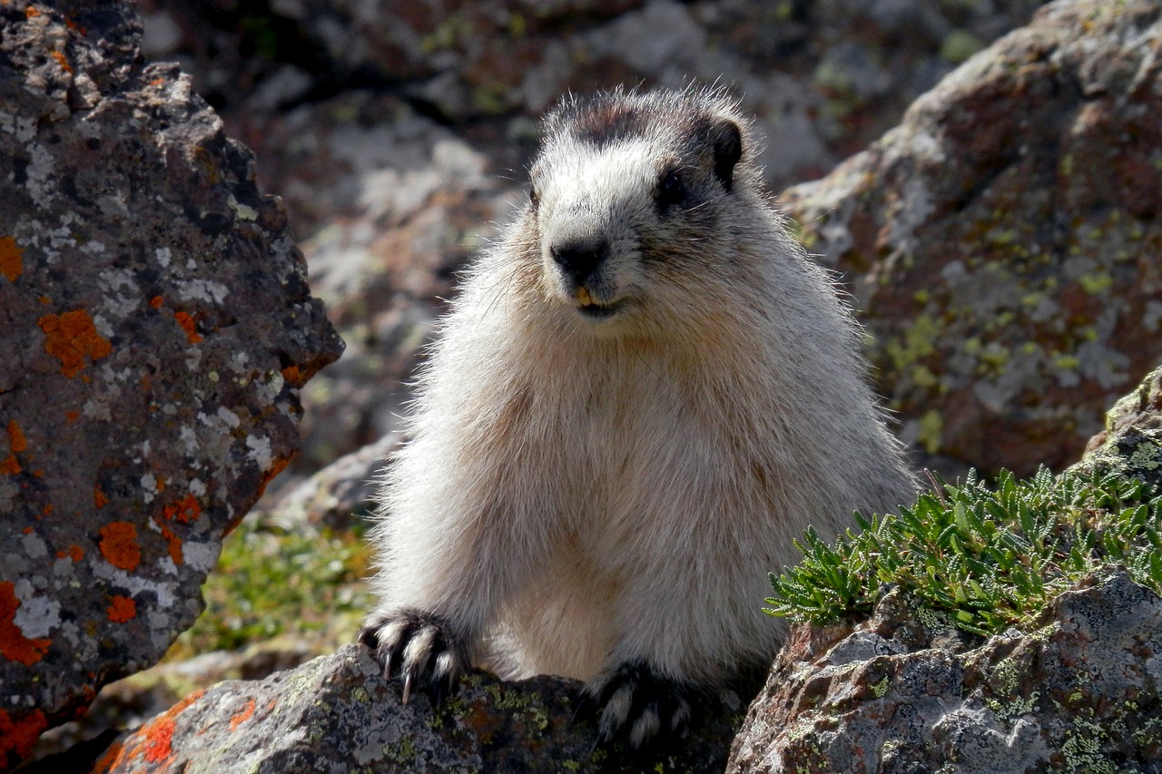 Image - marmot brower s marmot alaska