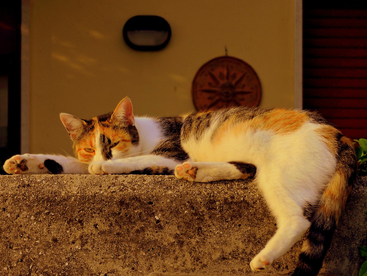 Image - cat sleep pretend spread animal