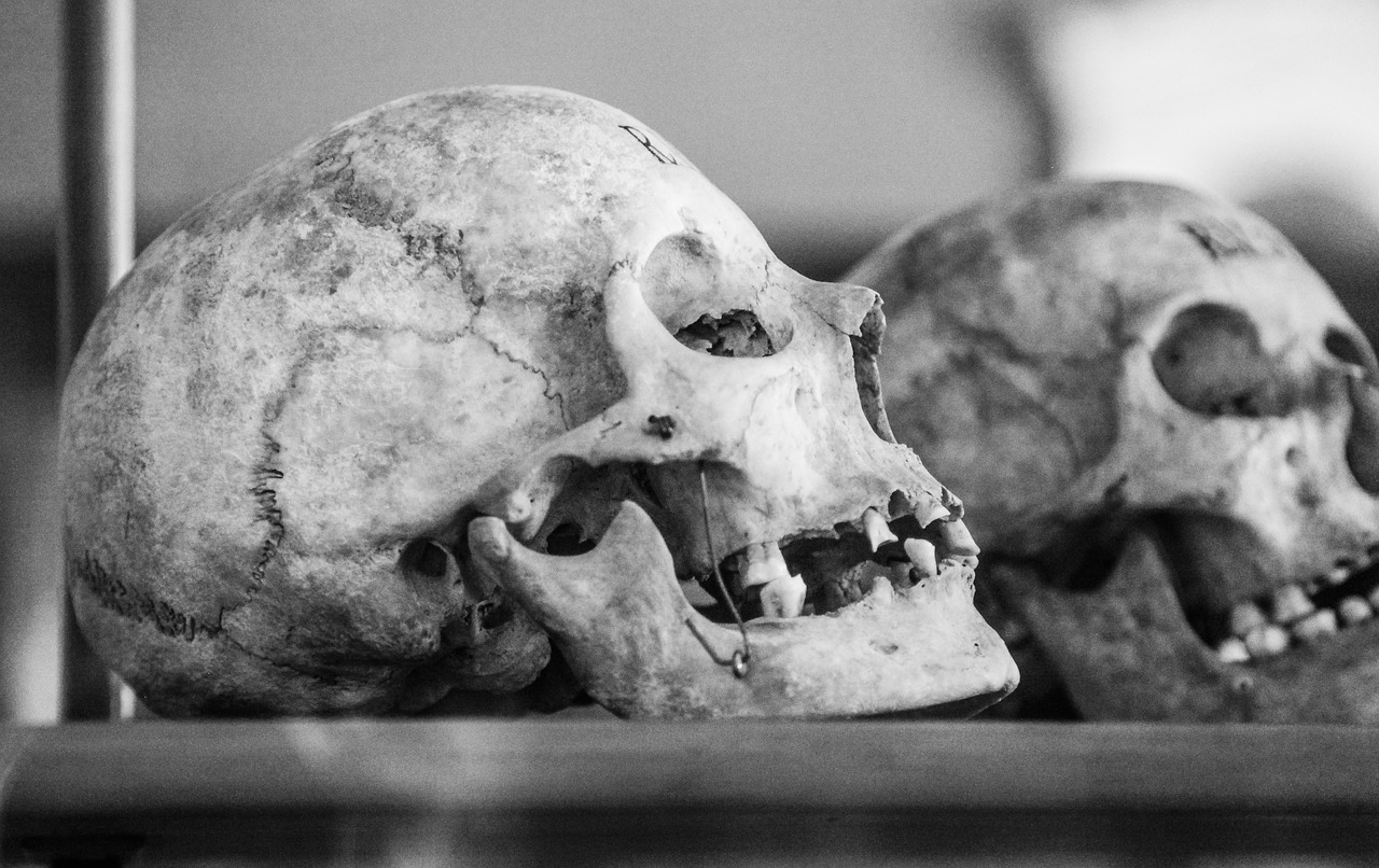 Image - skull old human skull profile