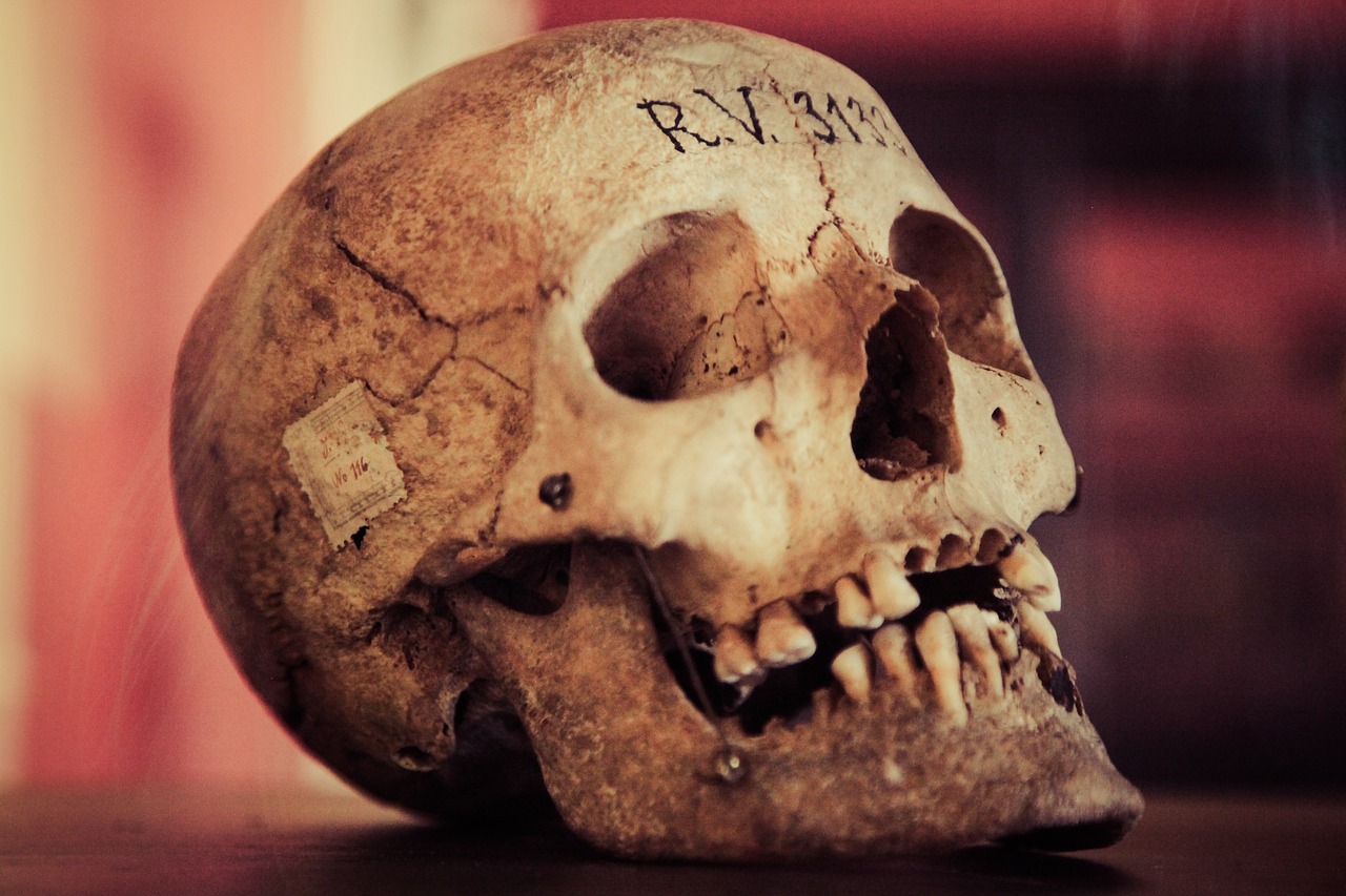 Image - skull old human skull vintage