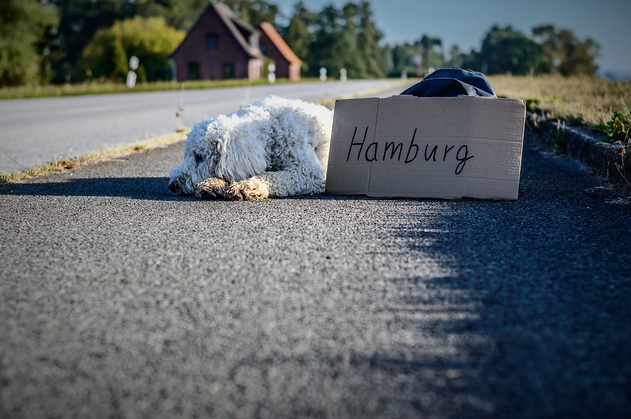 Image - dog goldendoodle bored road travel