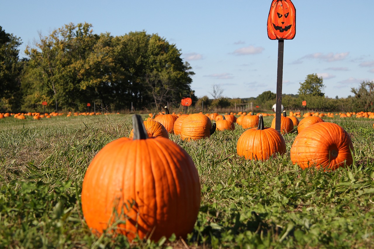 Image - pumpkin pumpkin patch fall autumn