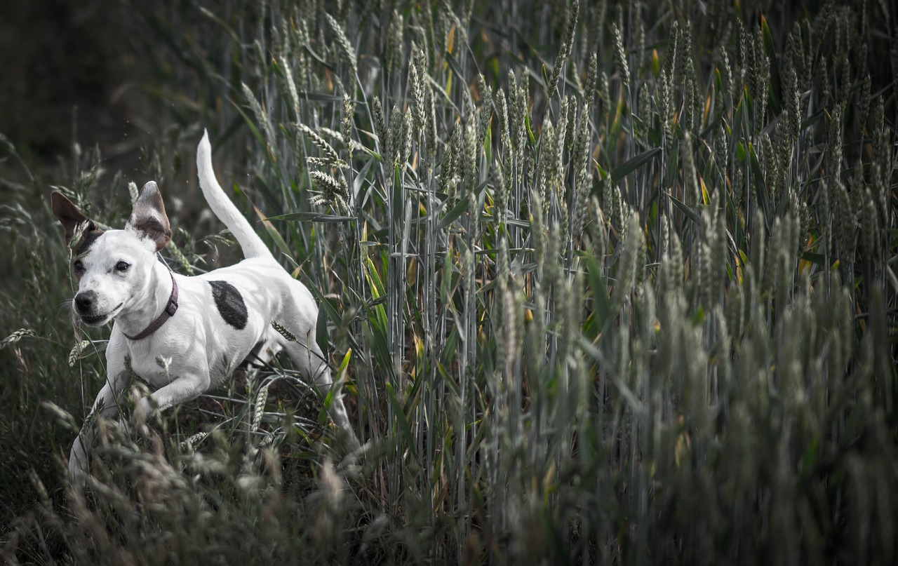 Image - dog meadow running