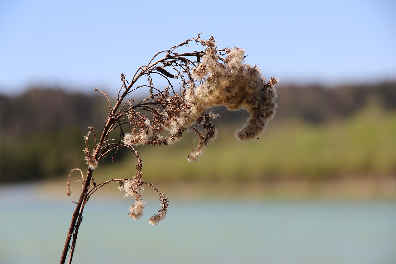 Image - river plant sad bush blossom