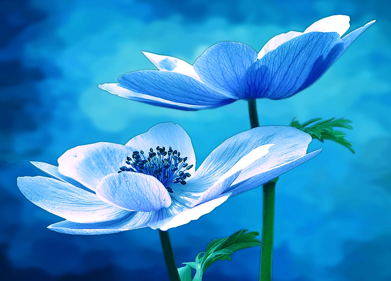Image - anemone nature flowers plant blue