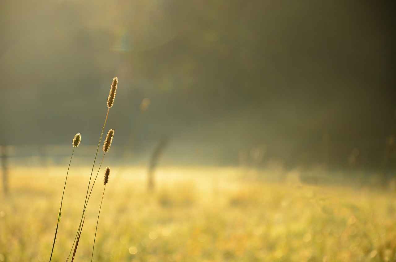 Image - plant nature bokeh meadow green