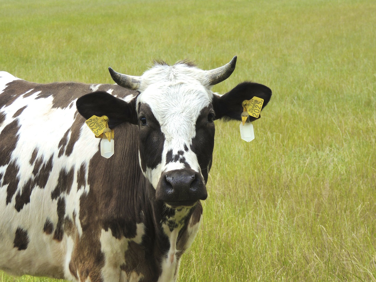 Image - cow meadow horns face animal pet
