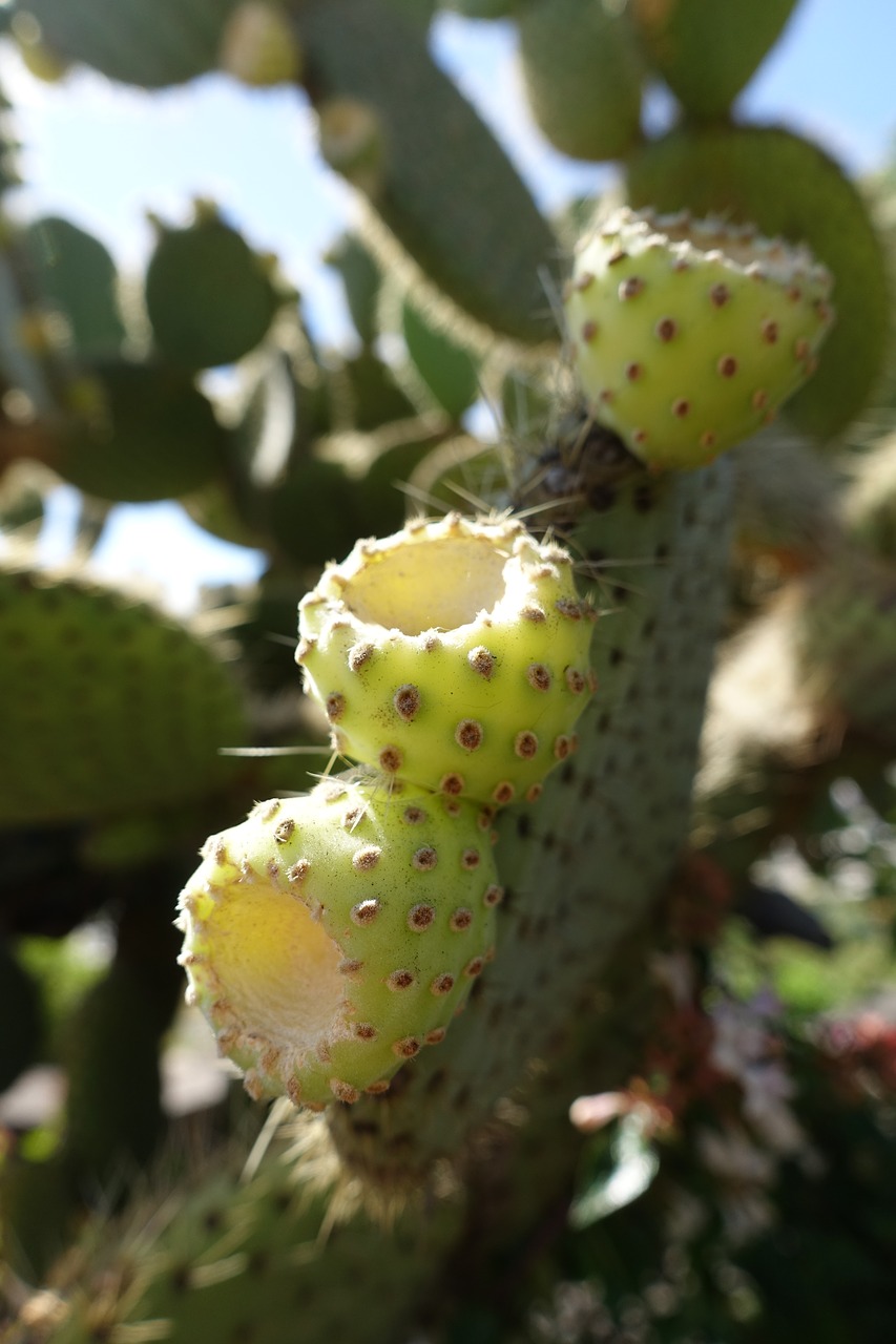 Image - cactus madeira portugal macro