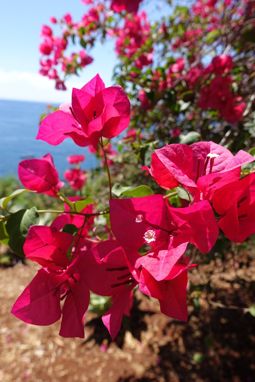 Image - flower madeira portugal nature