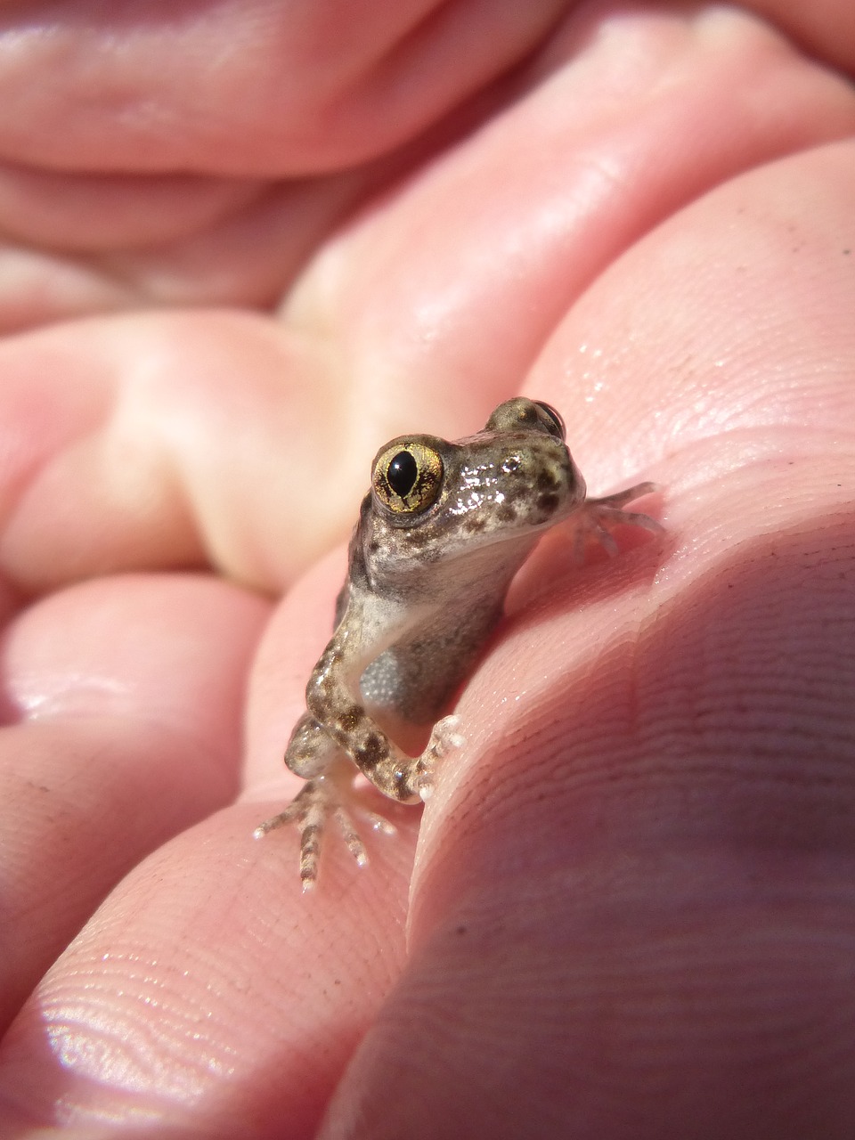 Image - frog lower case hand priorat