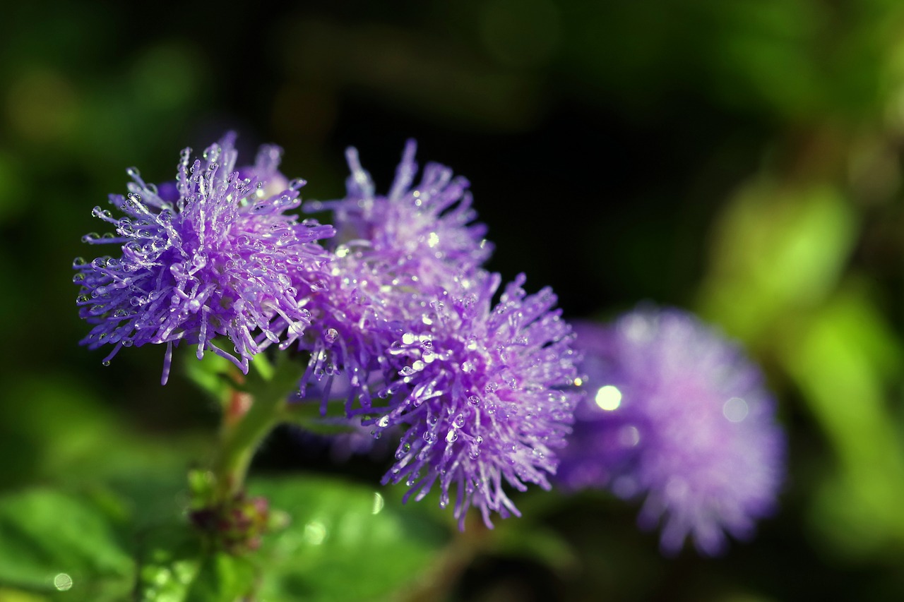 Image - flowers drops rosa blue violet