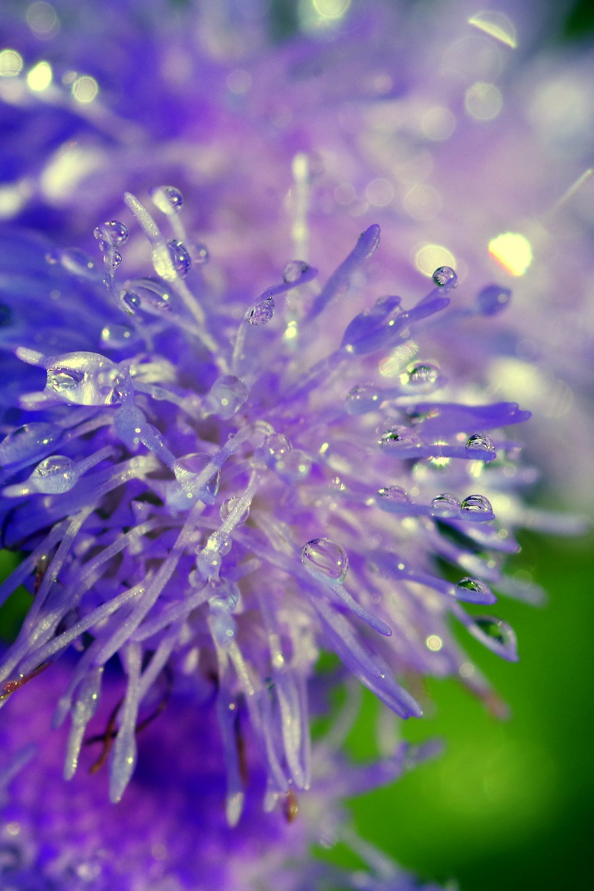 Image - flowers drops rosa blue violet