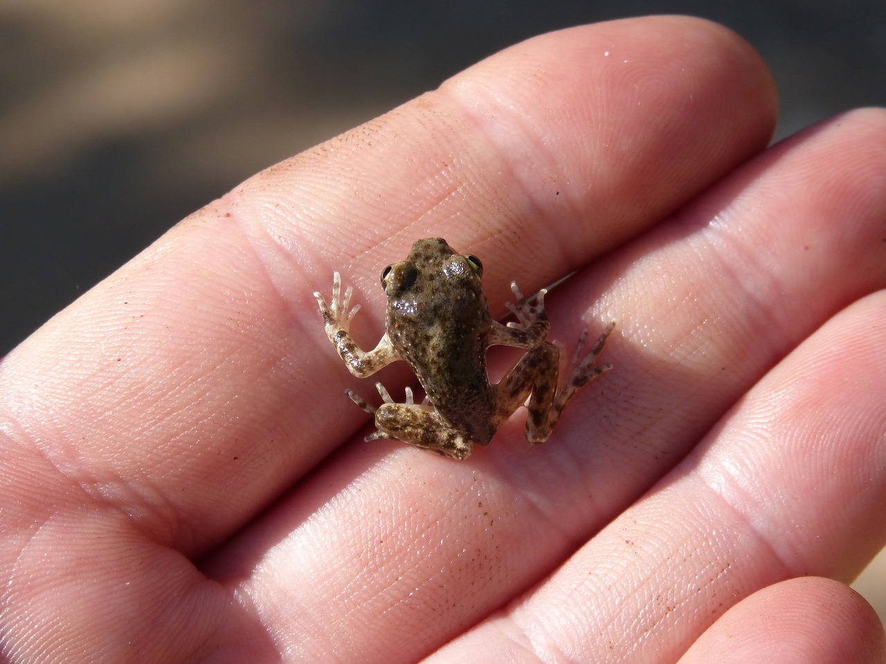 Image - frog lower case hand priorat