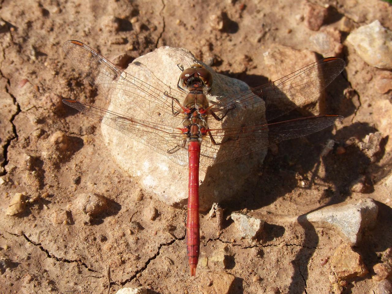 Image - dragonfly sympetrum striolatum