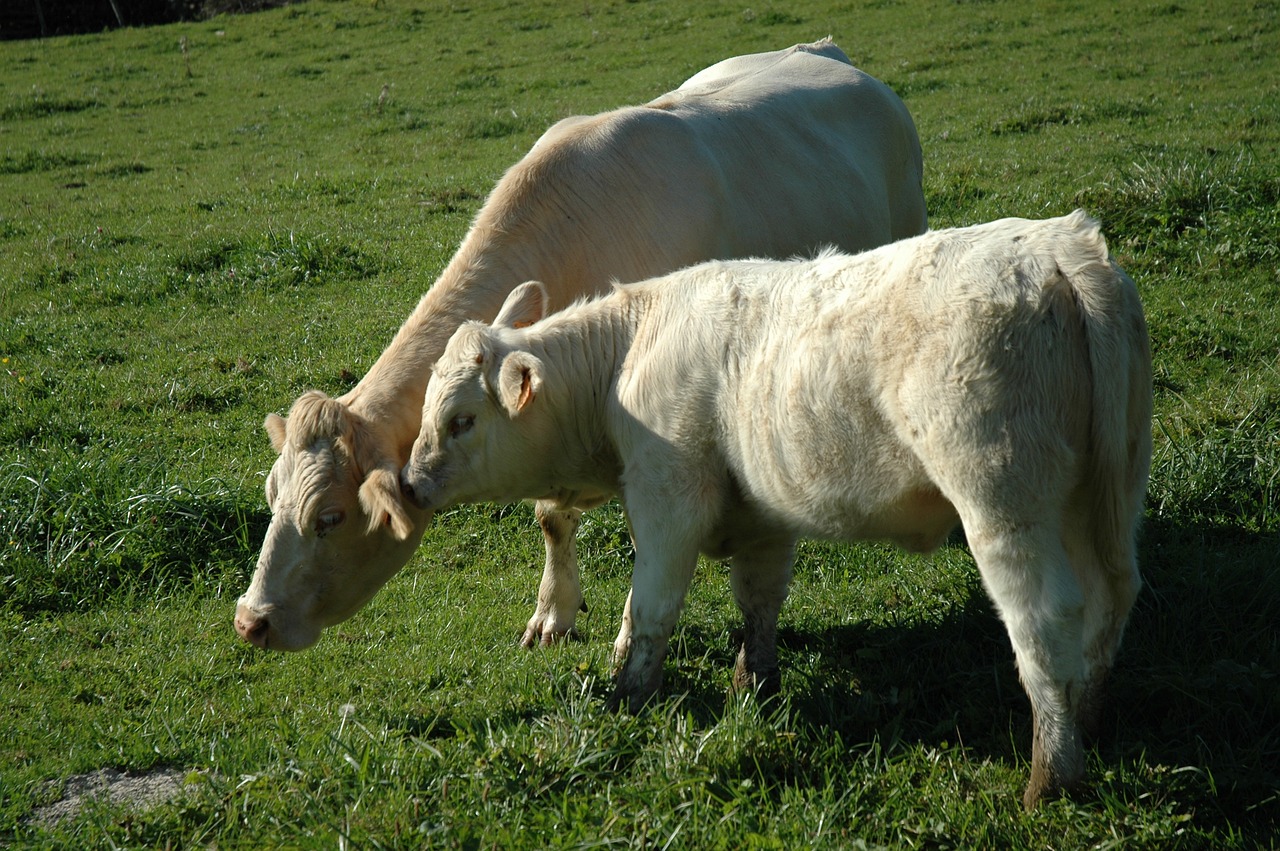 Image - suckler calf agriculture cow