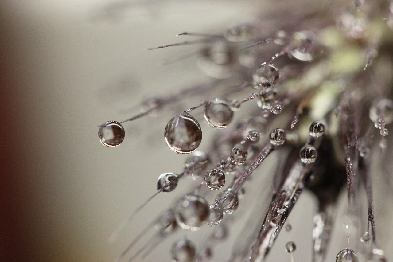 Image - dewdrops dew wet droplet