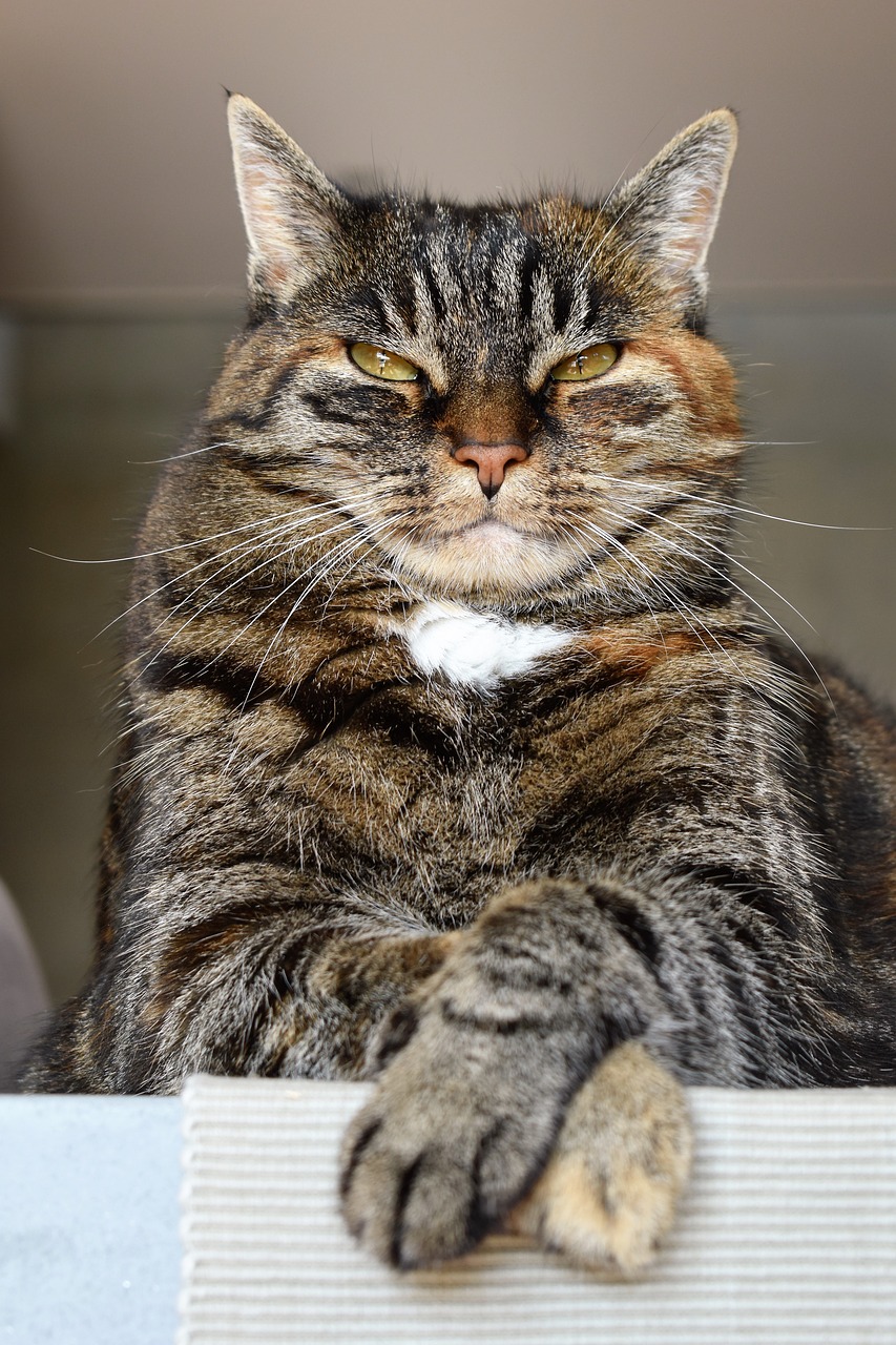 Image - cat mackerel rest moustache