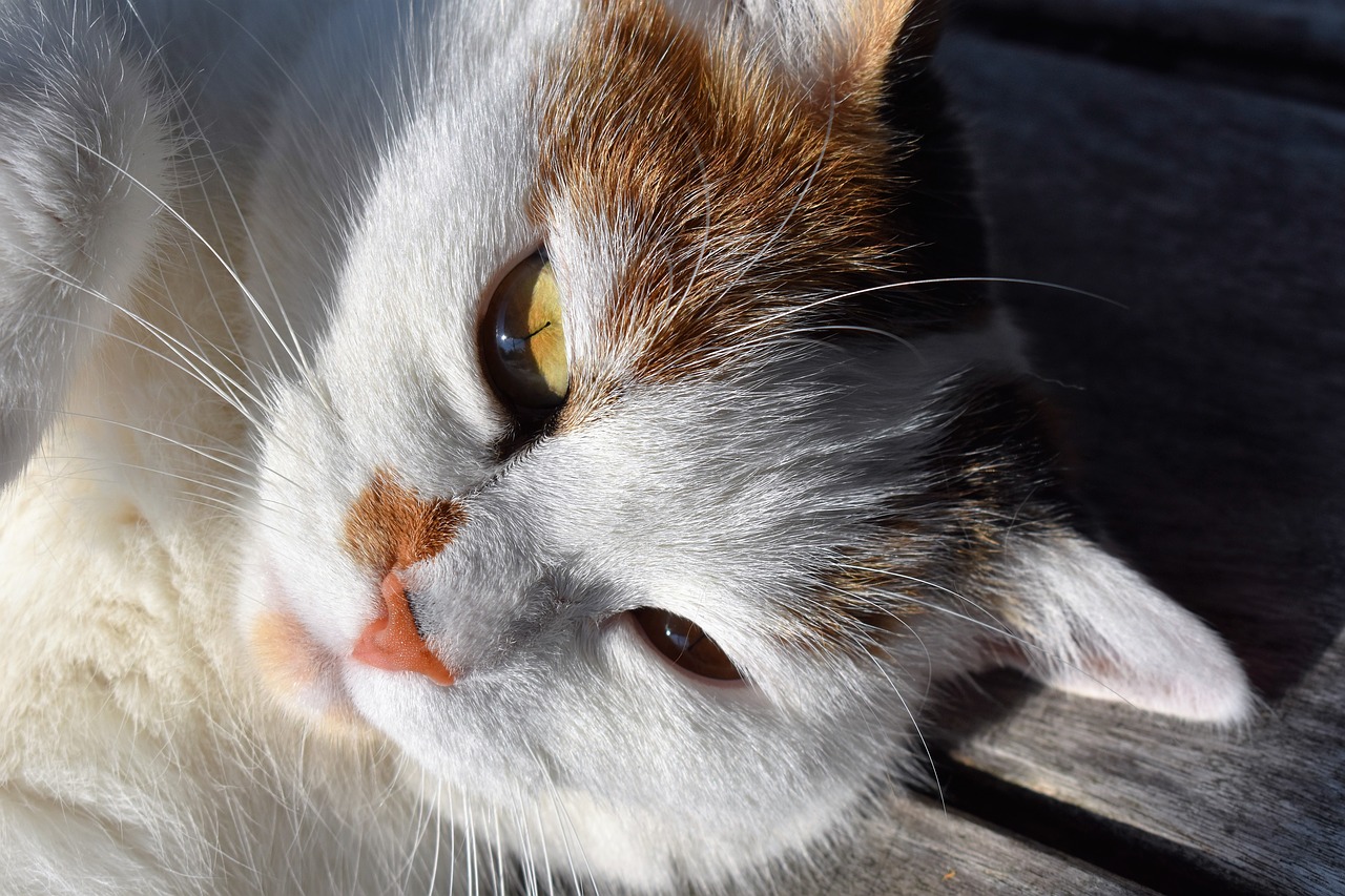 Image - cat white head lying domestic cat