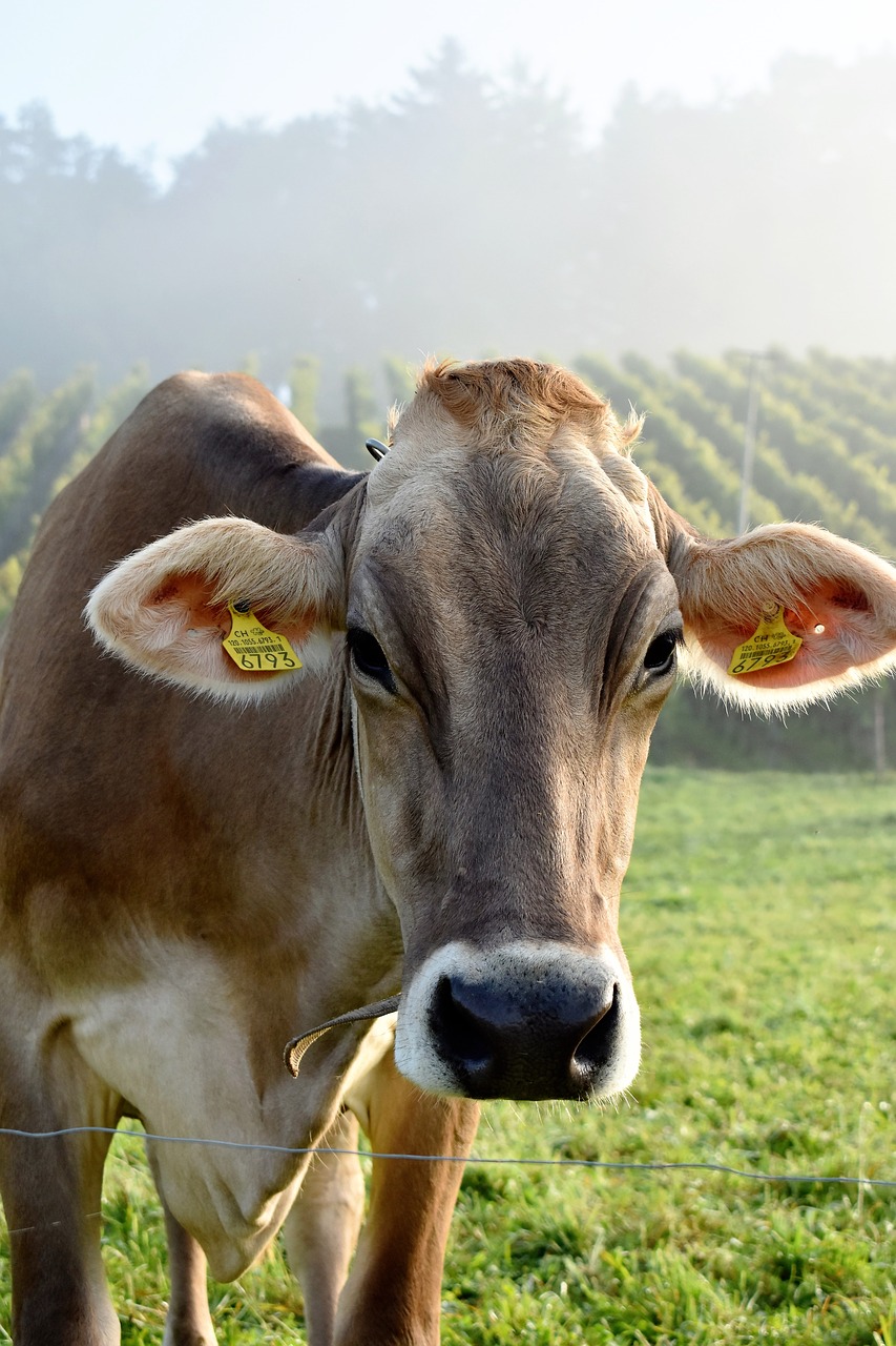 Image - cow cow head close meadow grass