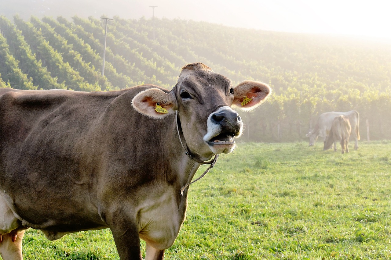 Image - cows cattle animal muhend pasture