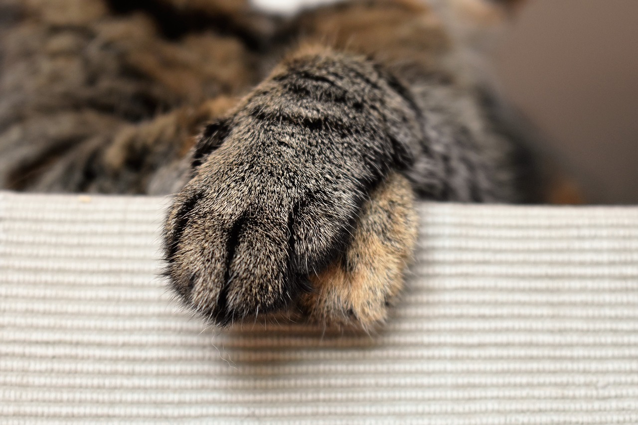 Image - cats paws animal paw cat s paw paw